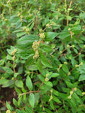 Euphorbia Hirta-Agromaya
