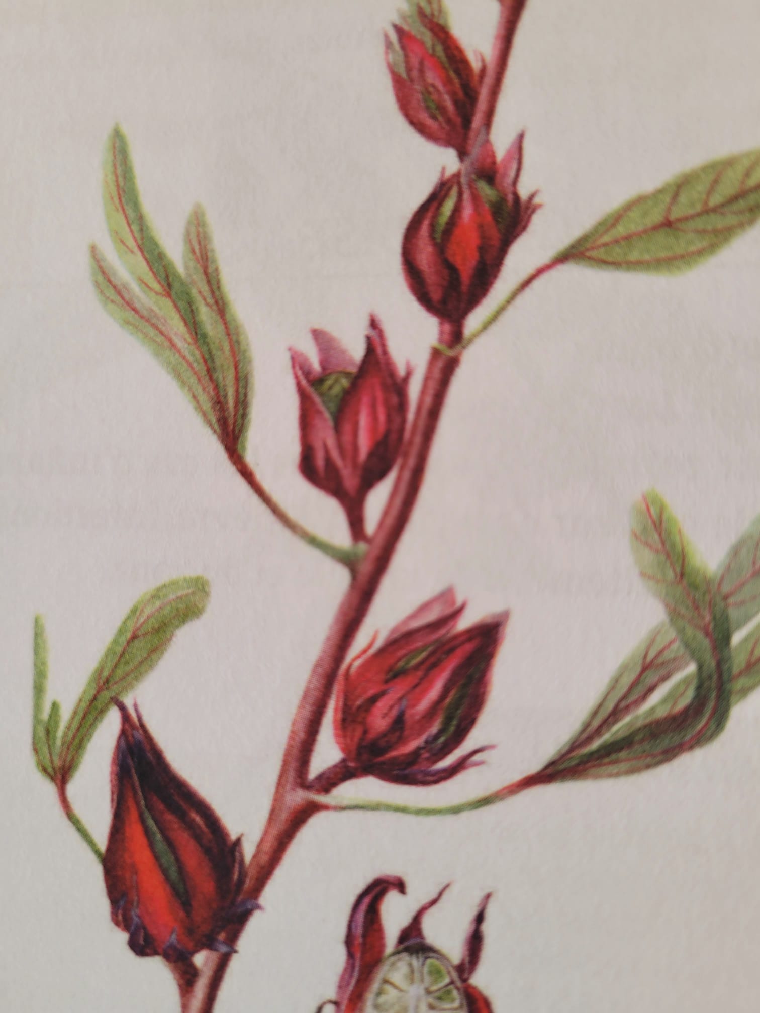 Fleurs d'hibiscus BIO, Bissap, Karkadé pour infusions chaudes ou