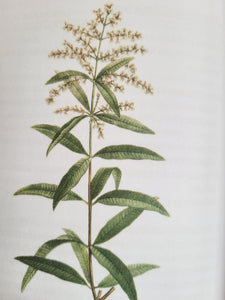 Verveine Citronnée